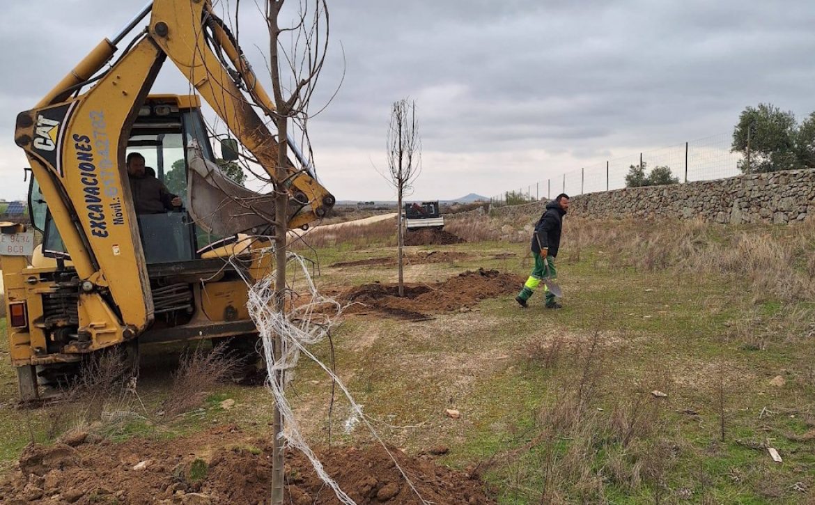 Plantación de árboles 1