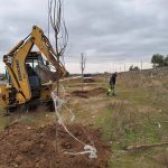 PLANTACIÓN DE ÁRBOLES