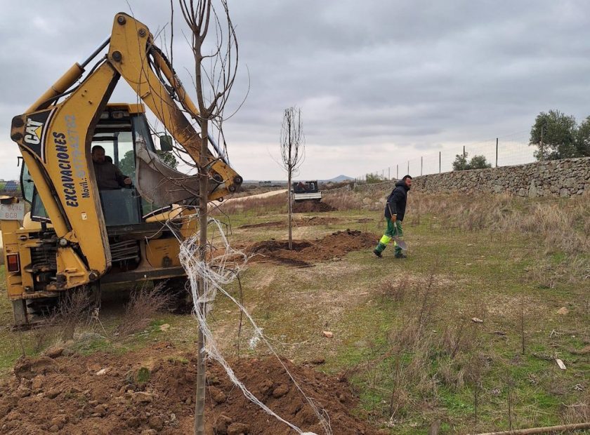 Plantación de árboles 1