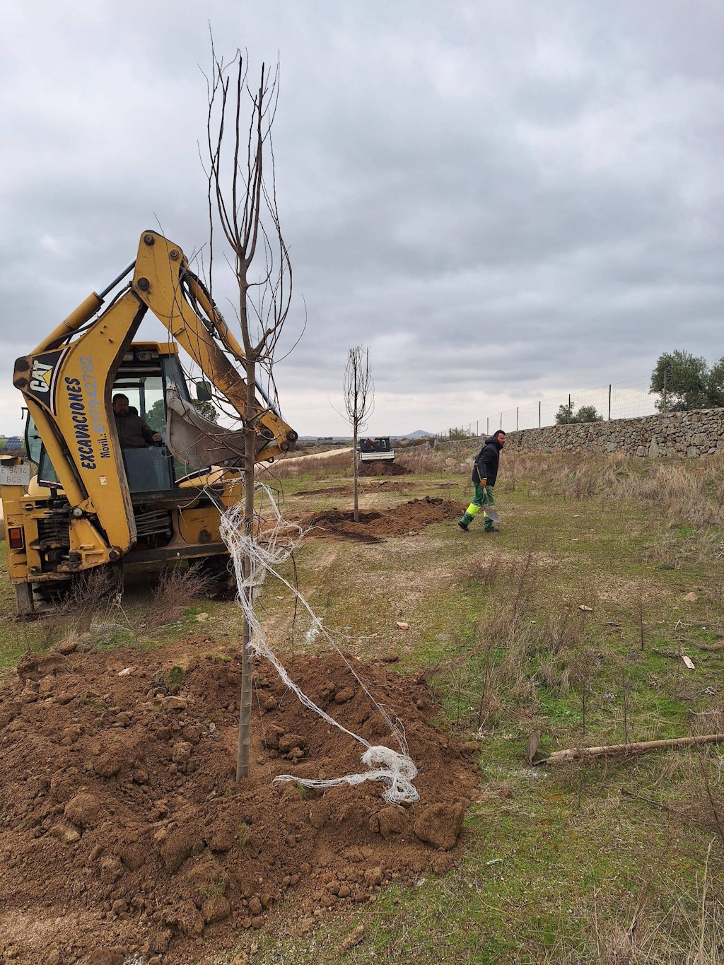 Plantación de árboles 1