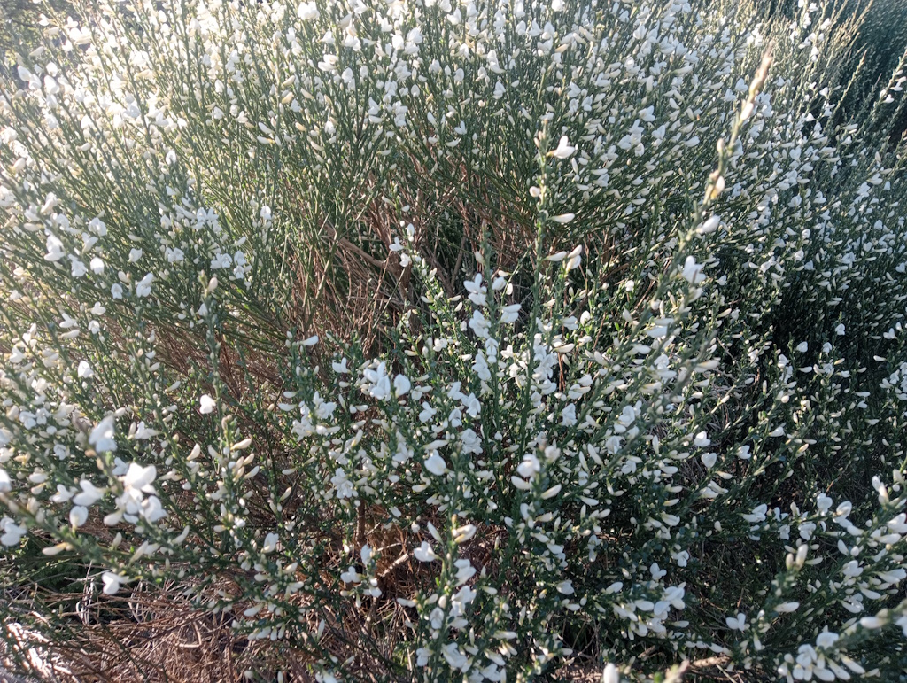 Retama en flor
