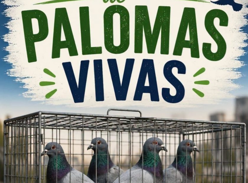 Caprtura palomas vivas